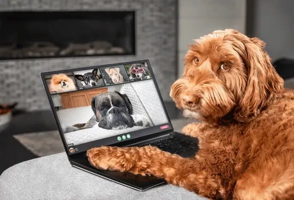 Revolutionizing Pet Care with Revelation Pets' Integration Features
