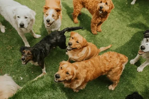 How to Set Your Pet-Care Business Apart: Tips for Branding and Differentiation