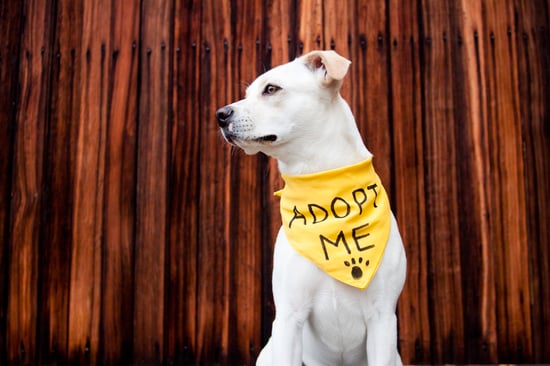 A dog wears an "adopt me" bandana
