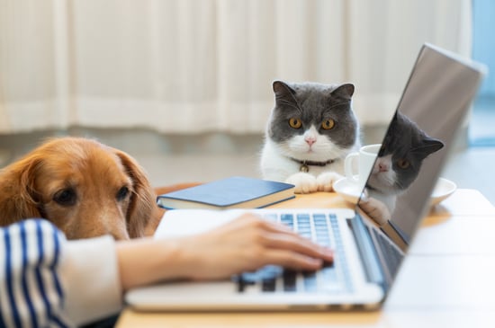A cat and dog sit by a person as they use a laptop