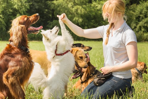 How to Market Your Dog Daycare Effectively to Reach New Customers