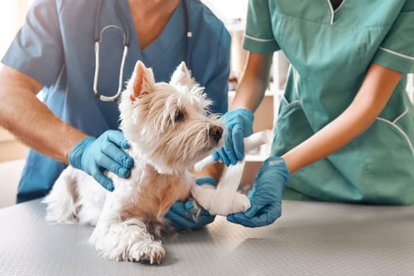 Keeping Your Pet Healthy: The Importance of Vet Check-Ups