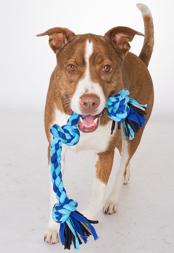 9 Best Pet Supplies Companies for PetCare Businesses