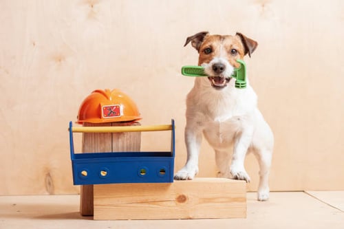 The Importance of Regular Maintenance in Dog Kennels