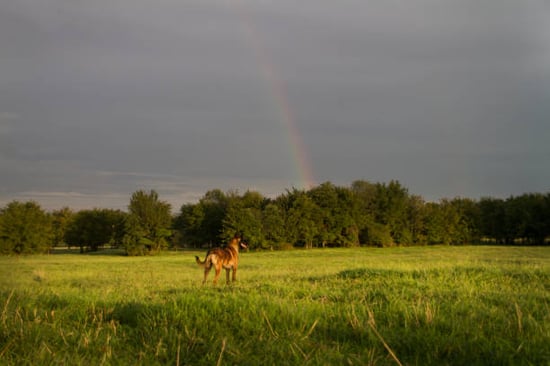 helping parents navigate pet grief illustrated by dog with rainbow bridge