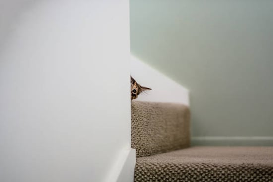 hiding cat slow to cat socialization