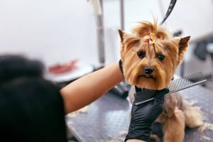 8 Best Dog Grooming Tools for Your Pet-Care Business