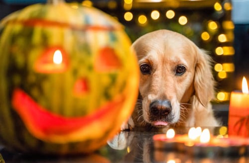 Incorporating Seasonal Decor: Making Your Pet Business Fall-Ready