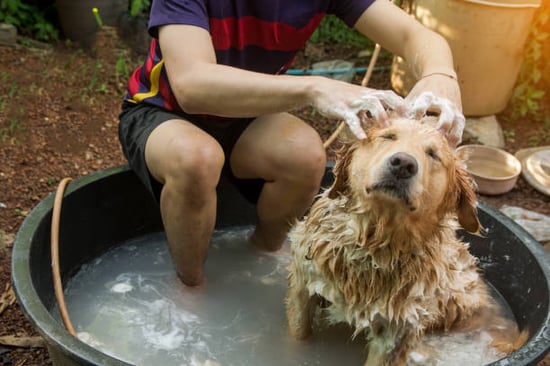 dog getting a bath outside in nature