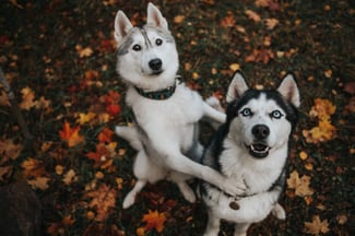 Top 5 Dog Breeds That Love Fall (And Why!)