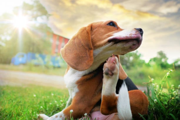 Sniffles and Scratches: Understanding Allergies in Dogs