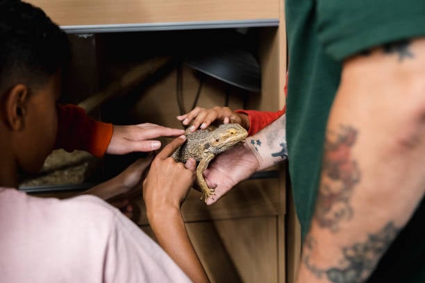 several staff members petting an exotic reptile at a pet-care business