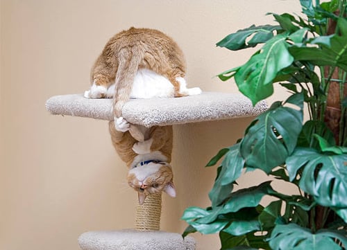 Transitioning Outdoor Activities Indoors During Cold Weather: A Guide for Pet-Care Businesses