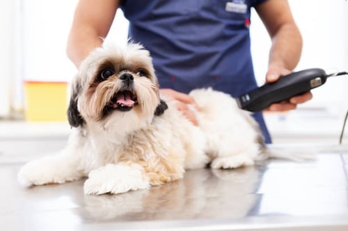 Smooth Coat Dog Grooming Guide - The Pet Retreat