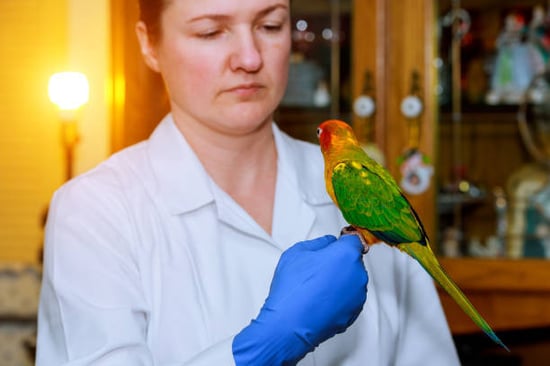 pet caregiver with an avian pet
