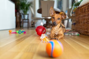 Pet-Care Business Retail Ideas to Maximize Your Revenue