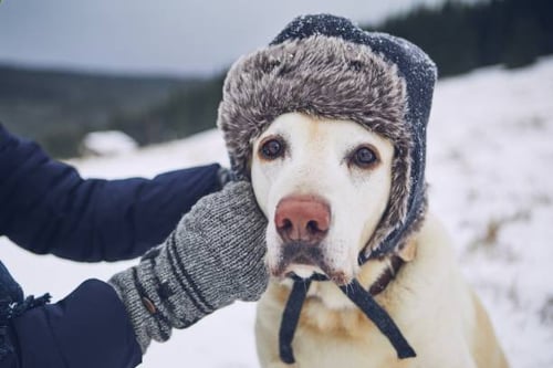 Pet-Proofing Your Facility for the Chilly Season