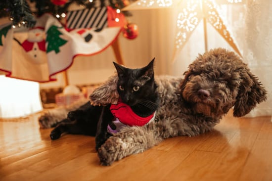 cat and dog cuddling with holiday theme