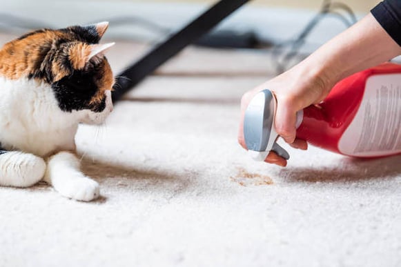 A person sprays cleaner on a carpet stain as a cat lays next to it