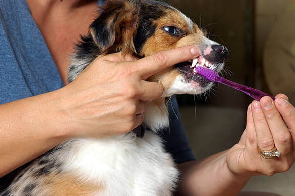 A person brushes a dog's teeth