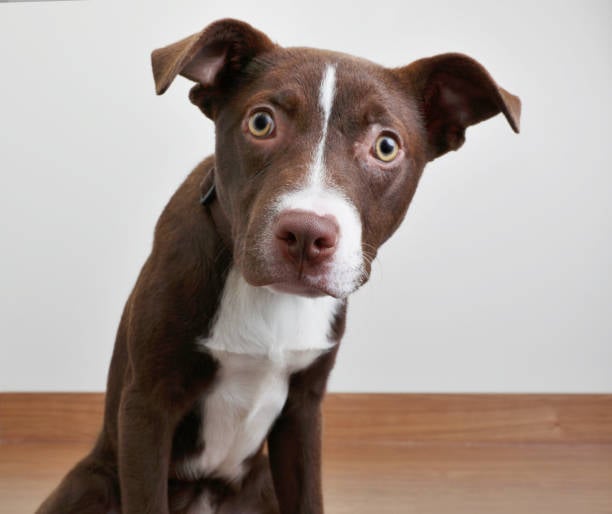 Understanding Canine Communication for Daycare and Kennel Staff