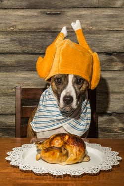 Hosting a Holiday Pet Feast: Ideas and Precautions