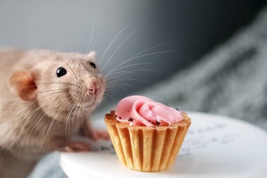 mouse with a cupcake ready to party