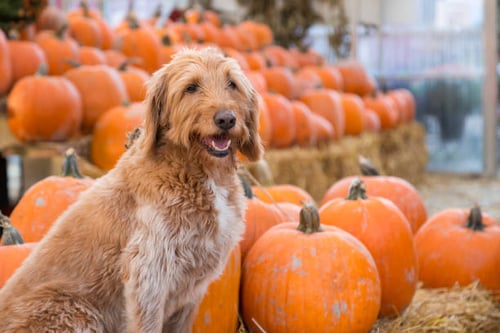 10 Ways to Celebrate Halloween with Your Canine Customers