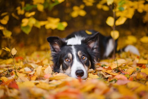 Safety First: Pet Safety Tips for Fall Festivities