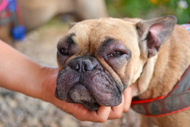 Navigating Seasonal Pet Allergies