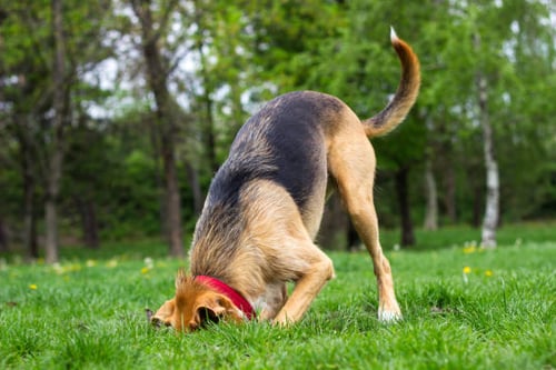 Rubber padding for deals dog run