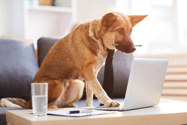 4 Fresh Strategies to Keep Your Pet Business Competitive