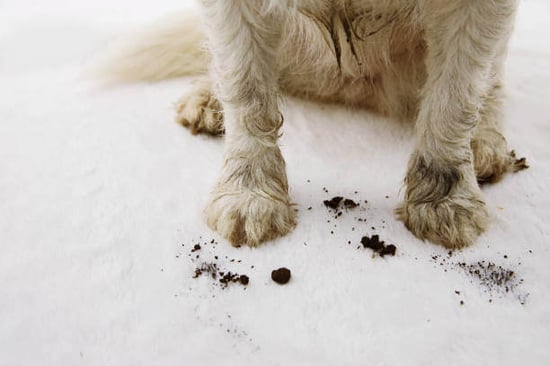 Dirty dog paws