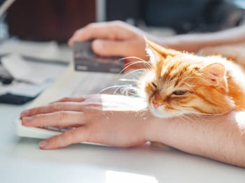 Payment Processing for Pet-Care Businesses: Top Tips & Tools