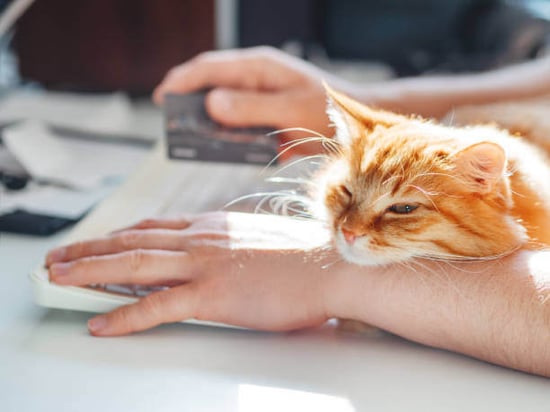 A cat lays on a person's arm as they hold a credit card in the other hand