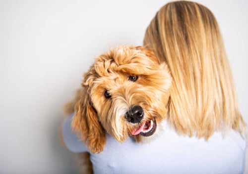 Essential Measures to Improve Dog Satisfaction in Kennels
