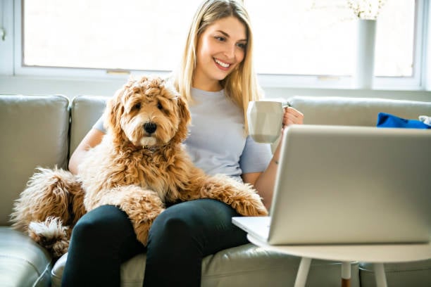 Cost-Efficient Practices in Dog Boarding