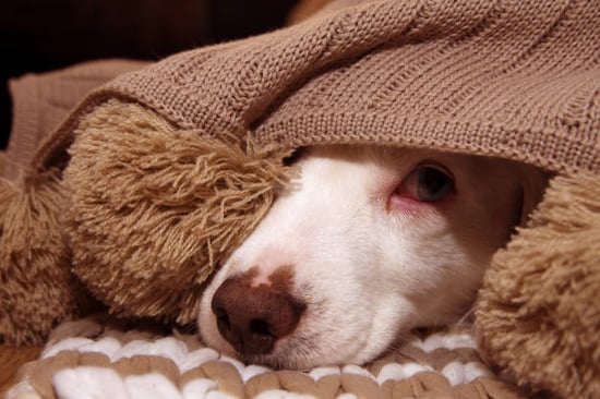 scared dog hiding under a blanket