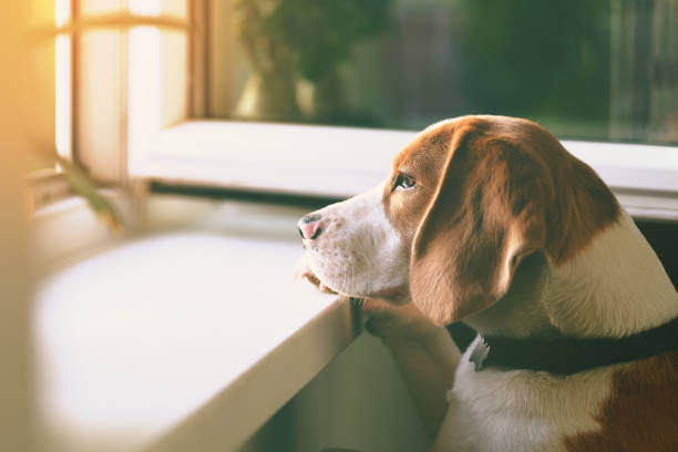 Addressing Separation Anxiety in Dogs