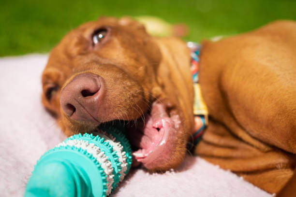 Treats vs. Toys: Balancing Rewards and Nutrition for Your Pet