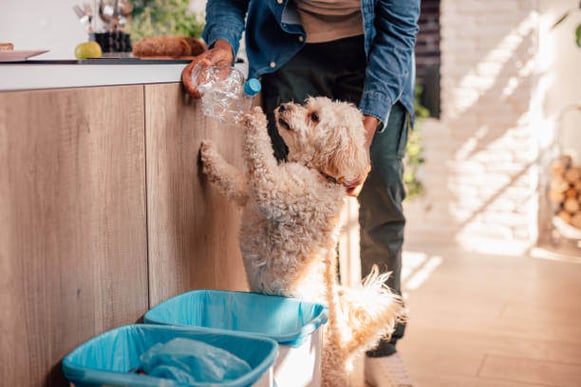 A woman recycles a bottle as her dog stands next to her