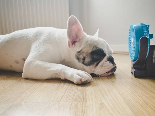 Summer Safety Tips for Pets