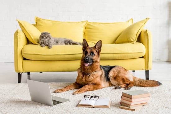 A dog sits in front of a laptop on the floor