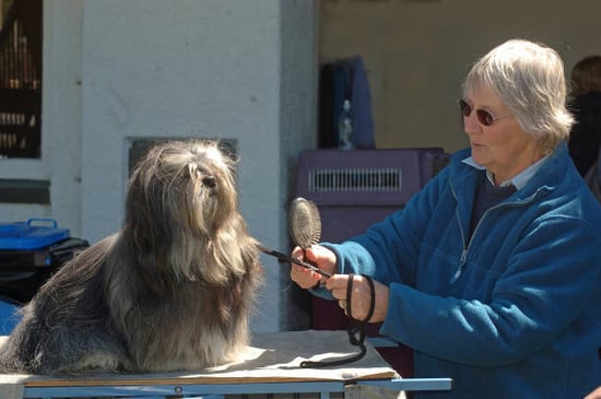 woman brushing and handling dog at an outdoor grooming competition