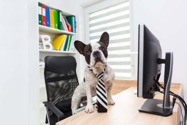 Tail-Wagging Marketing Strategies for Your Pet-Care Business