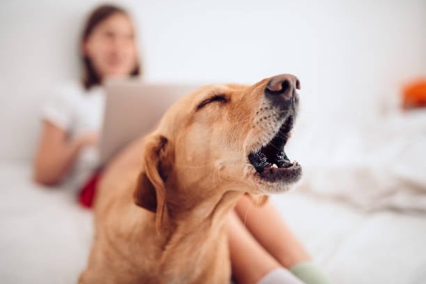 Mastering the Art of Handling Difficult Dogs in Pet Care