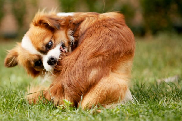 Navigating Seasonal Pet Allergies