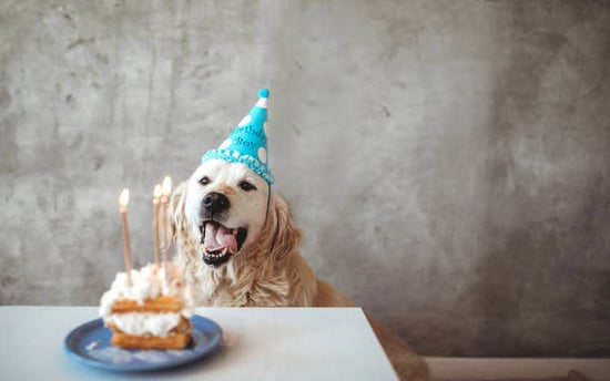 A dog wears a birthday hat and sits in front of a cake