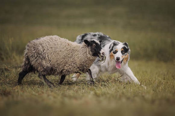 An Australian Shepherd herds a sheep