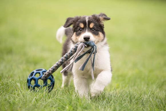 A puppy runs through a grass field with a toy in it's mouth